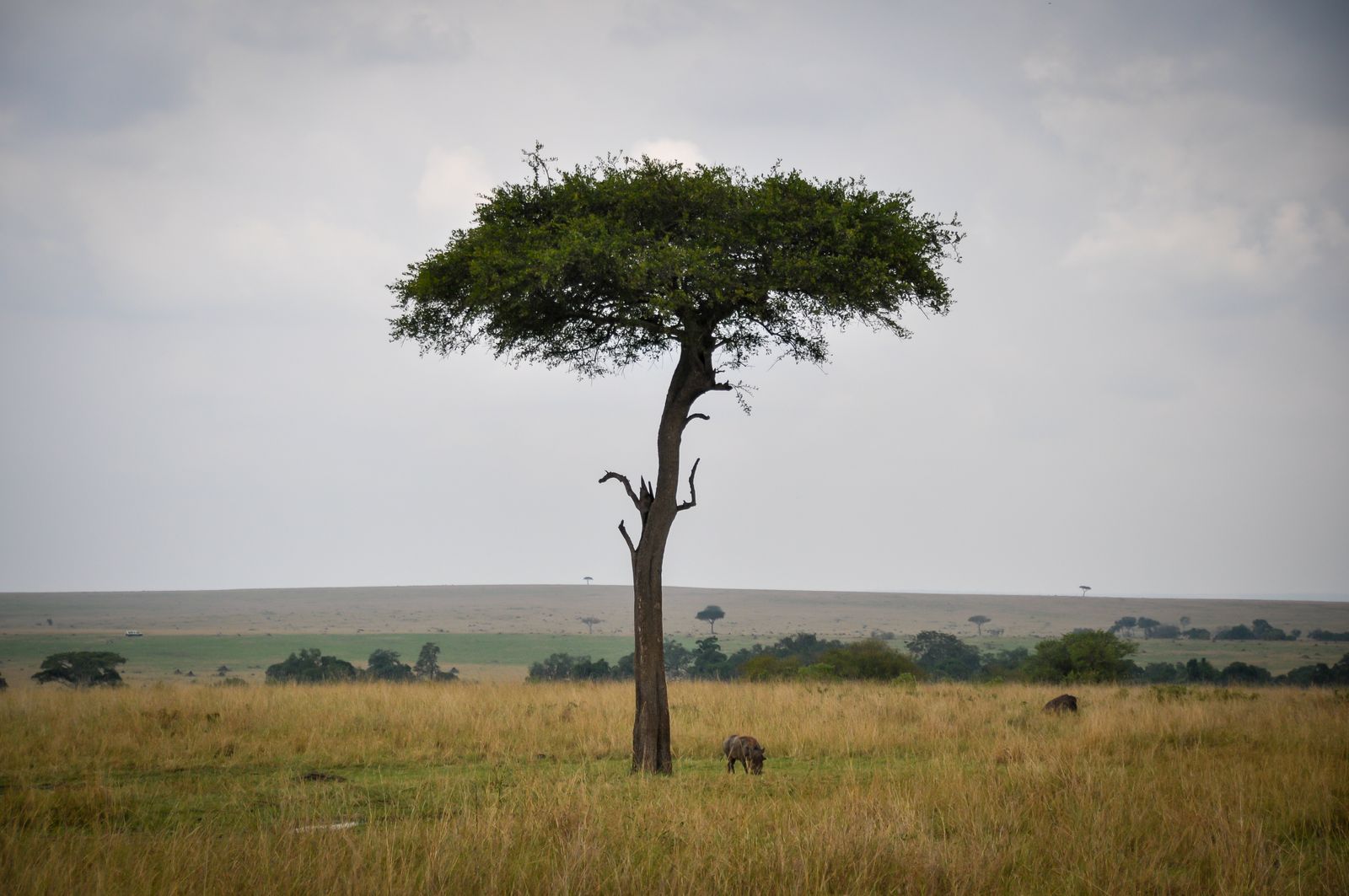 African savanna landscape at golden hour
