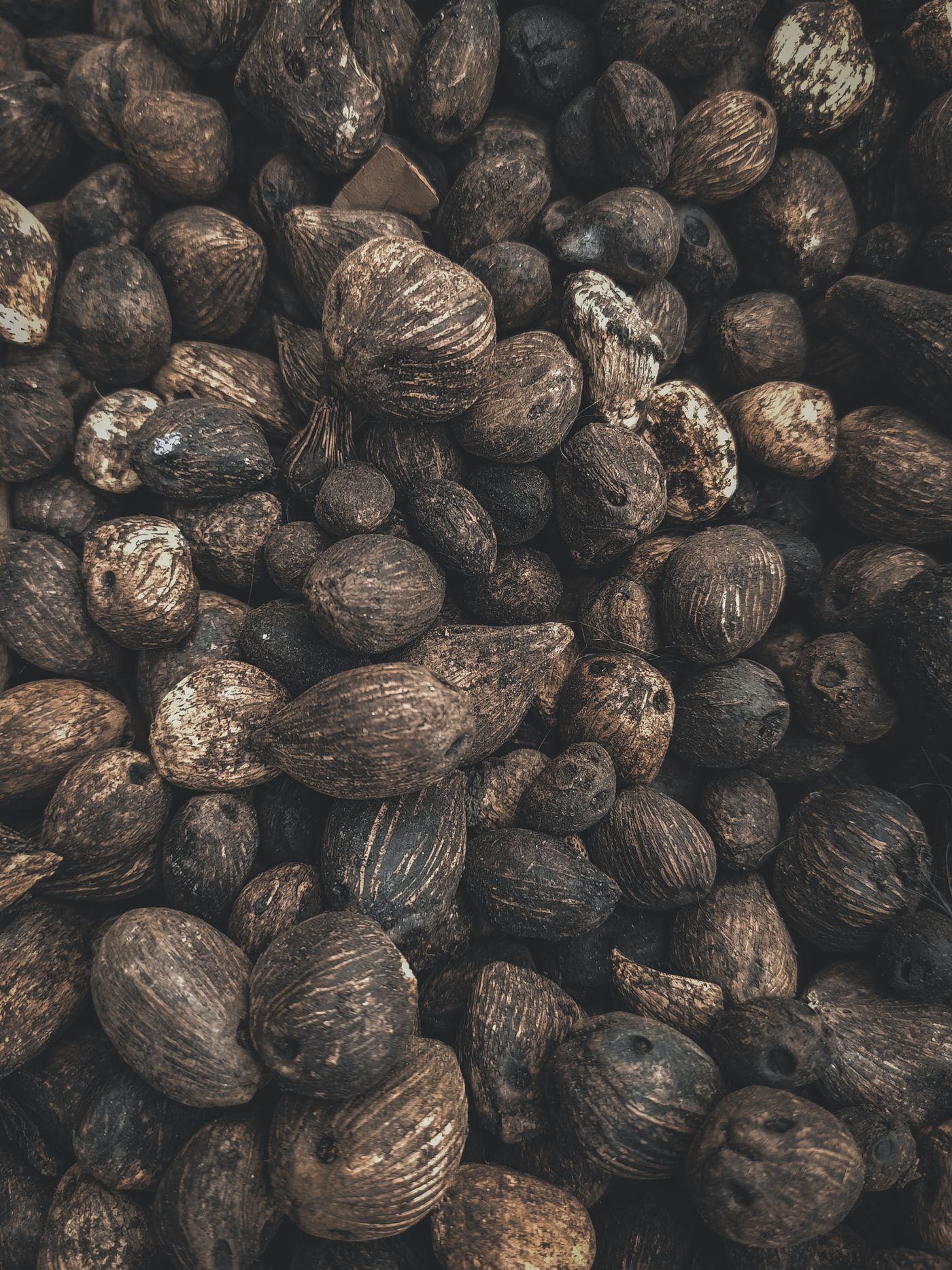 Raw shea nuts drying